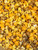 Great Lakes Blend Gourmet Popcorn