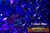 M00178 MOREZMORE Angelina Fantasy Film CALYPSO BLUE Heat Bondable 10'