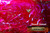 M00180 MOREZMORE Angelina Fantasy Film DESERT SUNSET PINK Heat 10'