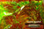M00219 MOREZMORE Angelina Fantasy Film LEMON GOLD YELLOW Bondable 50'
