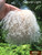 M00672 MOREZMORE Tibetan Lamb Fur ECRU BLONDE Premium 4x4 for Doll Puppet Hair