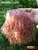 M01341 MOREZMORE Tibetan Lamb Fur ROSE AUBURN Premium 4x4 Doll Puppet Hair