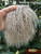 M00018 MOREZMORE Hair Tibetan Lamb Premium LIGHT TAUPE BROWN 4x4 Doll Puppet