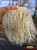 M00175-Short MOREZMORE Tibetan Lamb Fur BEIGE BLONDE4x4 Doll Puppet Hair