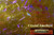 M00097-1 MOREZMORE Yard Angelina Fantasy Film CRYSTAL AMETHYST Heat Bondable 1Y