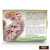 M00442-Try MOREZMORE 2 oz Sample Cosclay Doll ANGELIC ROSE LITE Flexible Polymer Clay Soft Grade