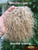 M00358 MOREZMORE Tibetan Lamb Fur CAMEL BLONDE Seconds Doll Hair Wig
