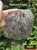 M00241-Short MOREZMORE Tibetan Lamb CHARCOAL GREY 4x4 Doll Hair
