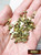 M01223x5 MOREZMORE HPA 50 Cut 8mm Square Brass Tubes 1/8" K&S #8151