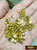 M00275x5-Gold MOREZMORE 50 Metal 5mm Miniature Buttons 1:6 Scale Mini Doll Puppet