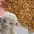 M01690-Try MOREZMORE Curly Fur Fabric Faux Fur #17 LIGHT TAUPE GREY BROWN 7x10" for Doll Puppet Hair Bear Plush Animals