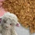 M01695-Try MOREZMORE Curly Fur Fabric Faux Fur #22 DARK BROWN 7x10" for Doll Puppet Hair Bear Plush Animals