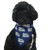 Phil Weiser For Governor (Pet Bandana)