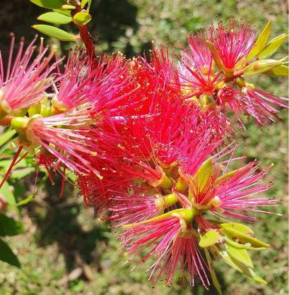 Callistemon Reeves Pink NATIVE
