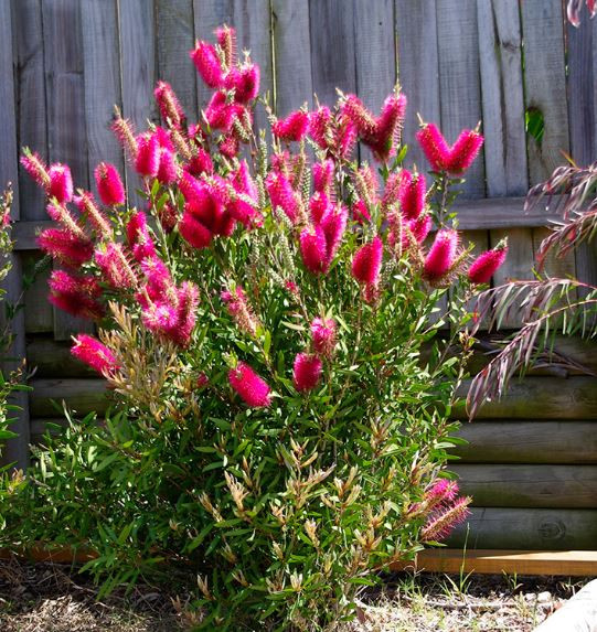 Callistemon Reeves Pink NATIVE