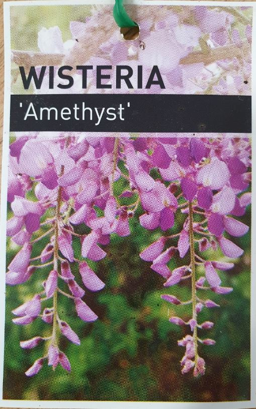 Wisteria sinensis "Amethyst".