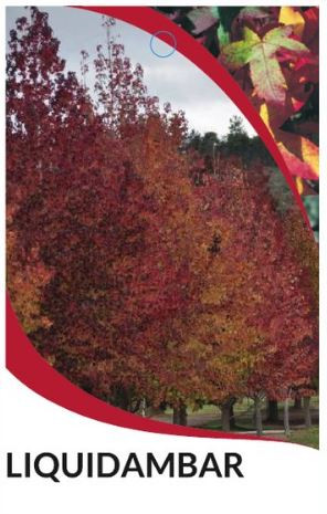 Liquidambar styraciflua