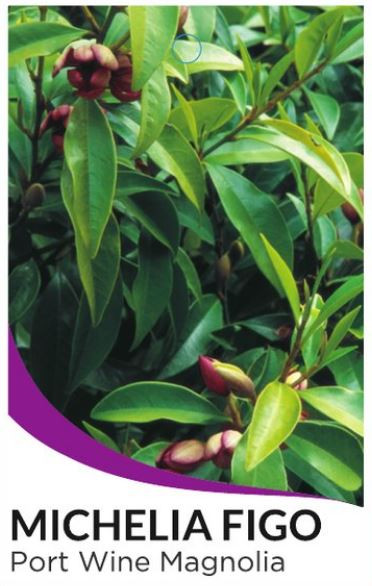 port-wine-magnolia-michelia-figo
