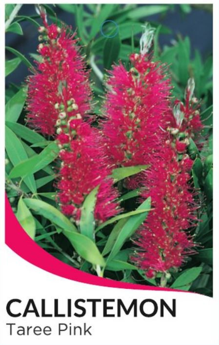 Callistemon Taree Pink