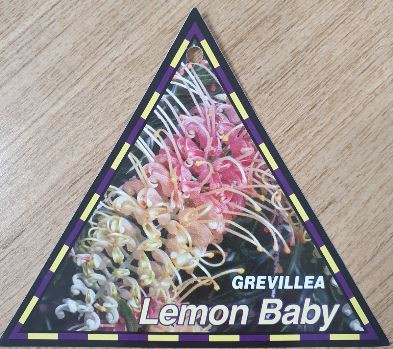 Grevillea Lemon Baby NATIVE