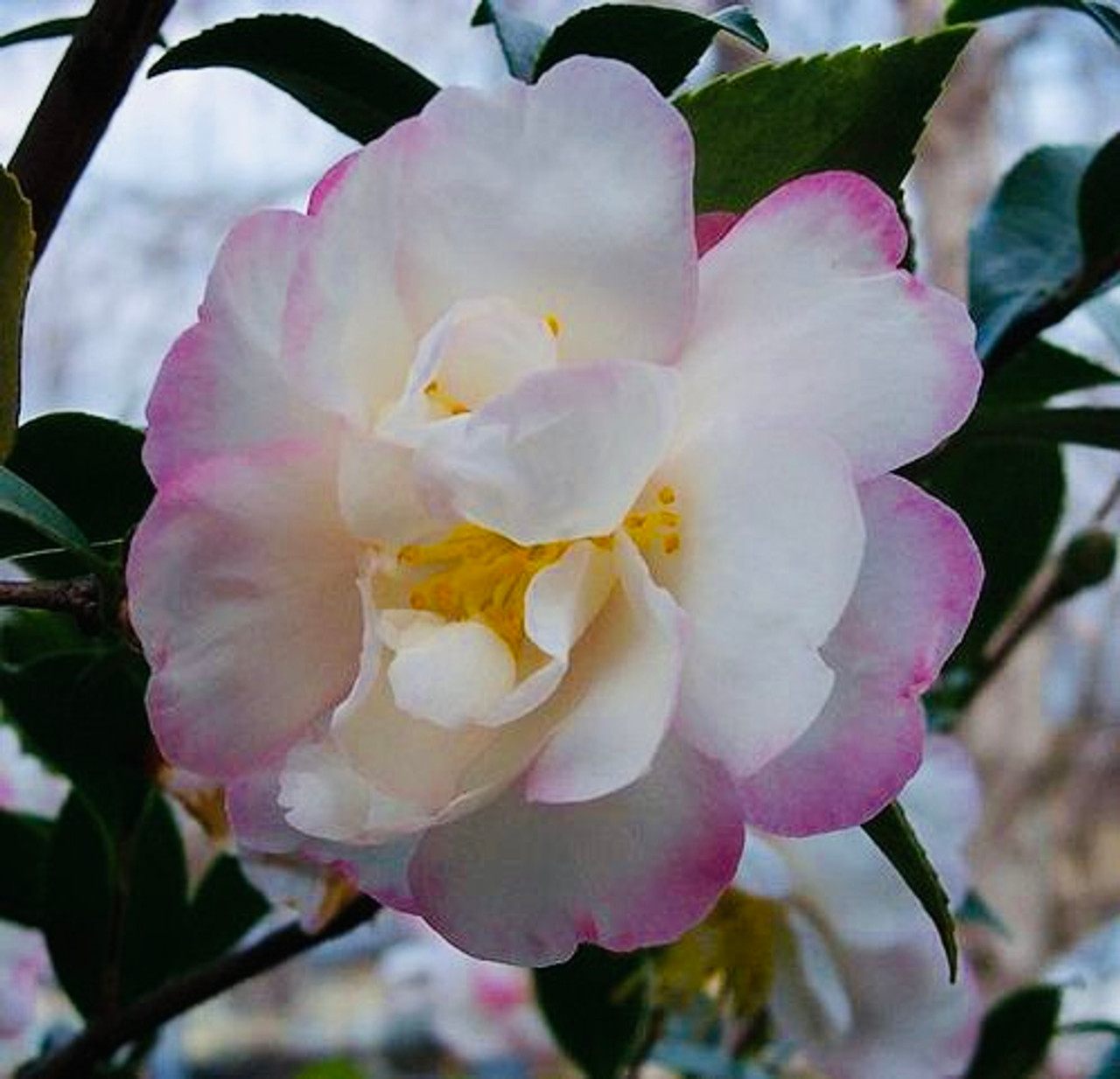 Camellia Beatrice Emily SASANQUA