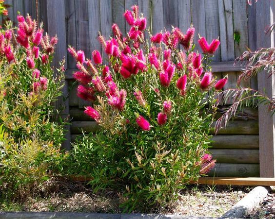 Callistemon Candy Pink NATIVE