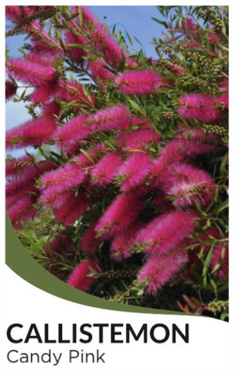 Callistemon Cameo Pink - Call. salignus hybrid - Australian Native Plant