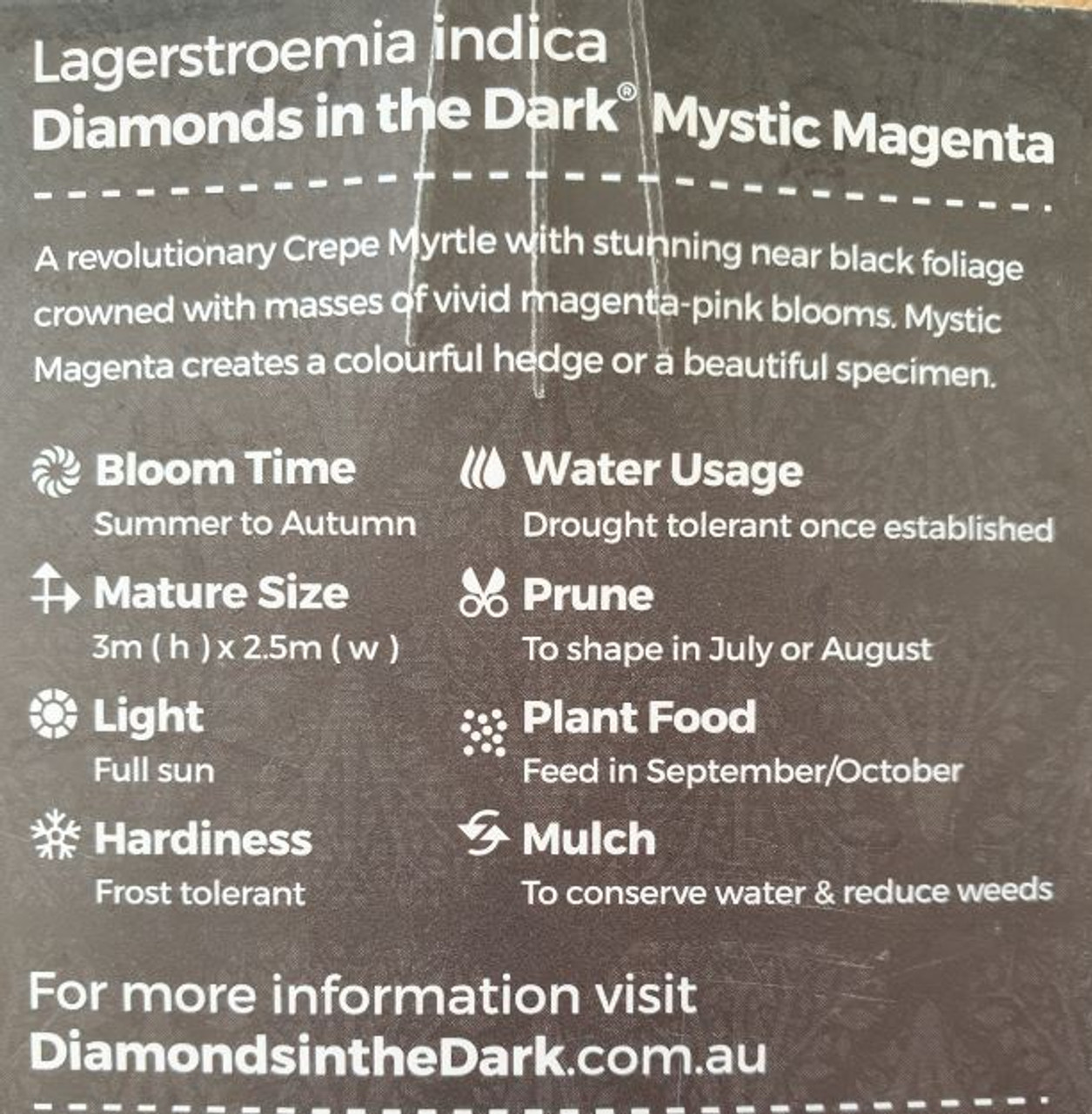 Lagerstroemia 'Diamonds In The Dark®' (Mystic Magenta) Crepe