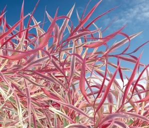 künstliche palmen für den garten Künstliche Palme 180 cm XL – arnusa main image 1