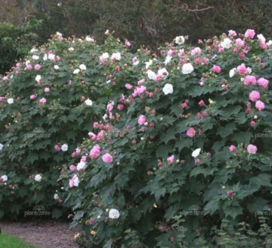 Hibiscus mutabilis 