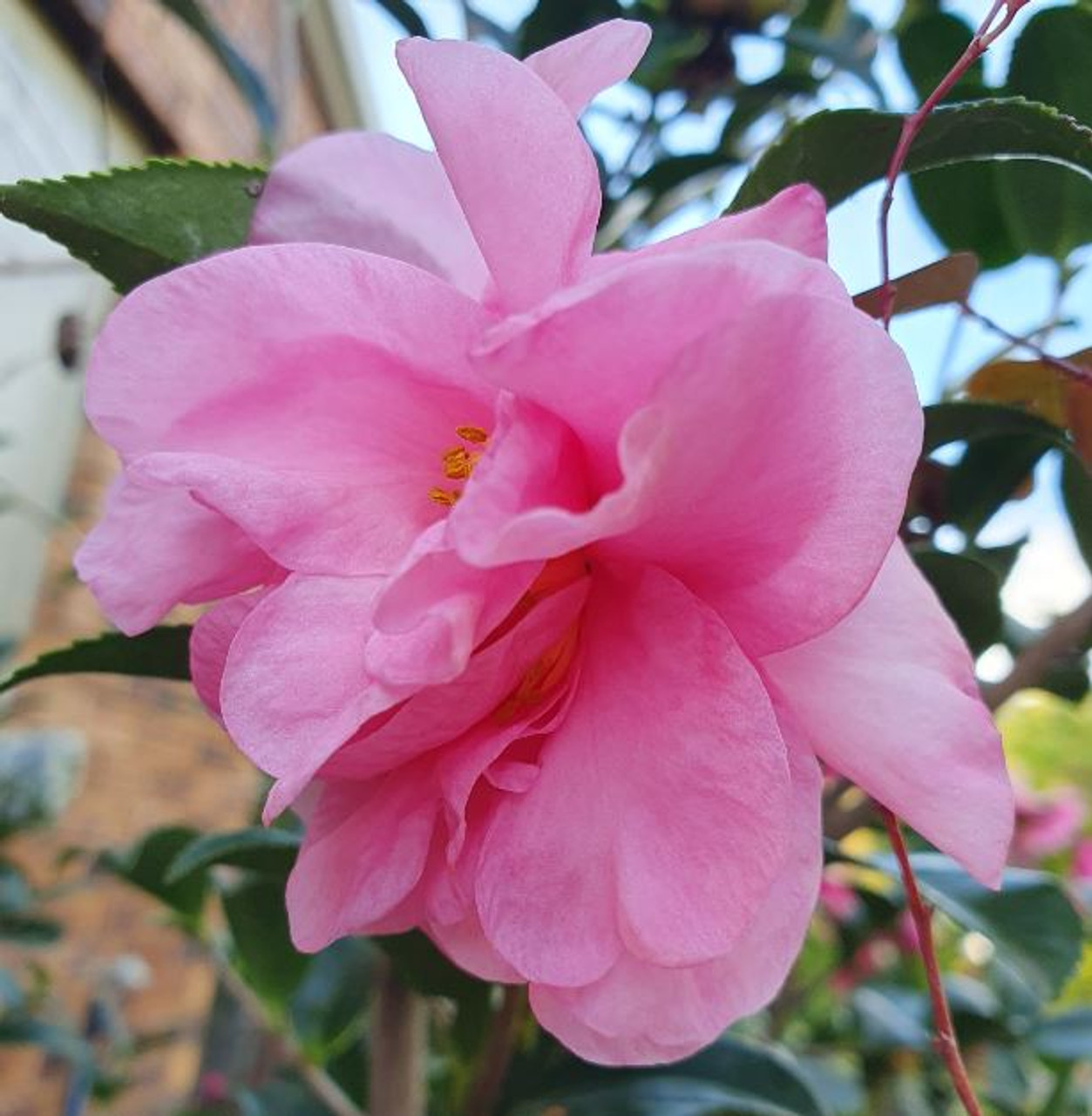 Camellia Sasanqua Jennifer Susan