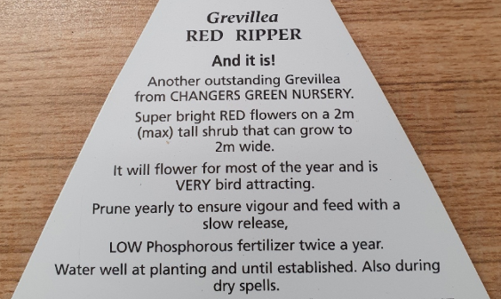 Grevillea Red Ripper NATIVE