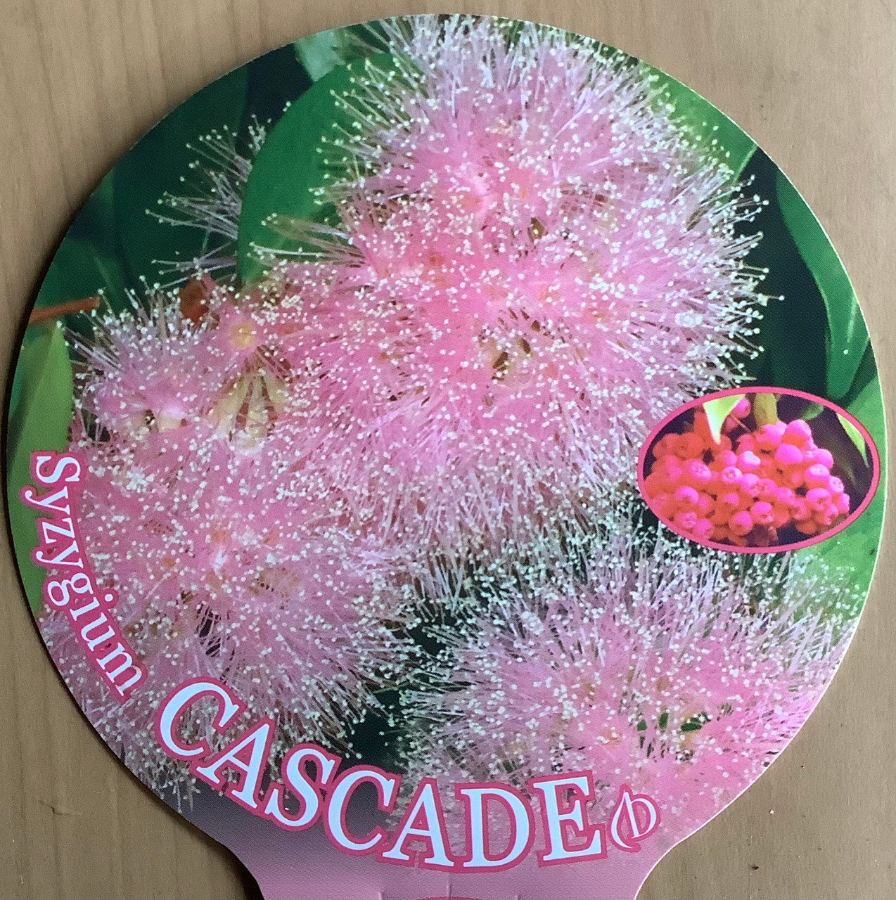 Syzygium Cascade PowderPuff Lilly Pilly