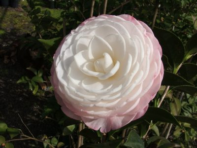 Camellia Desire JAPONICA