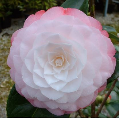 Camellia Desire JAPONICA