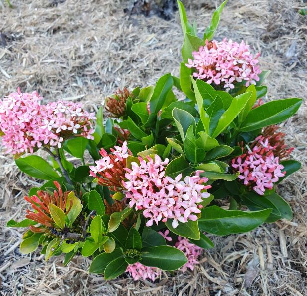 Ixora Pink Superb - Dwarf