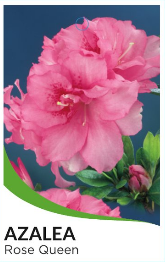 Azalea Rose Queen