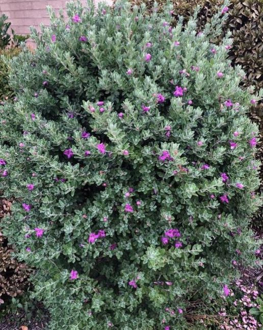 Leucophyllum frutescens 'Lavender Lights'
