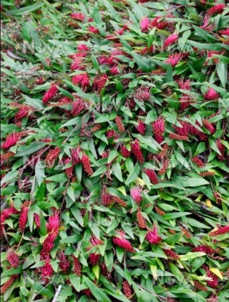 Grevillea Poorinda Royal Mantle