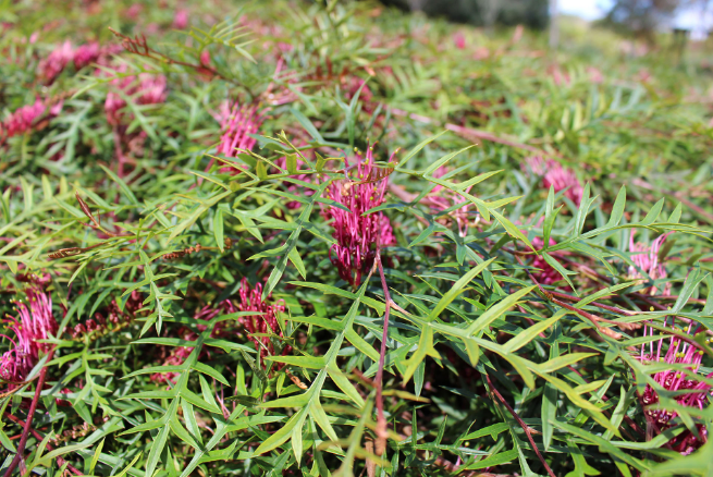 Grevillea Bronze Rambler NATIVE
