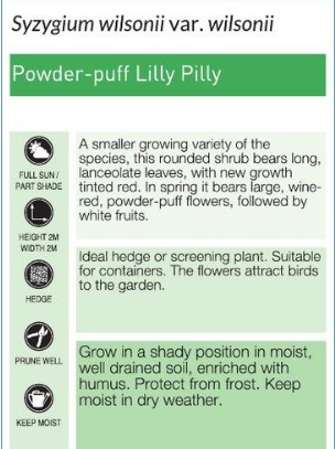 Powder Puff Lilly Pilly Syzygium wilsonii