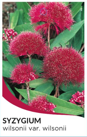 Powder Puff Lilly Pilly Syzygium wilsonii