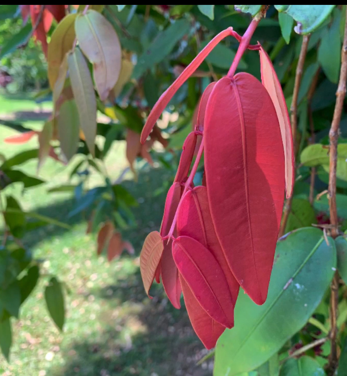 Powder Puff Lilly Pilly Syzygium wilsonii