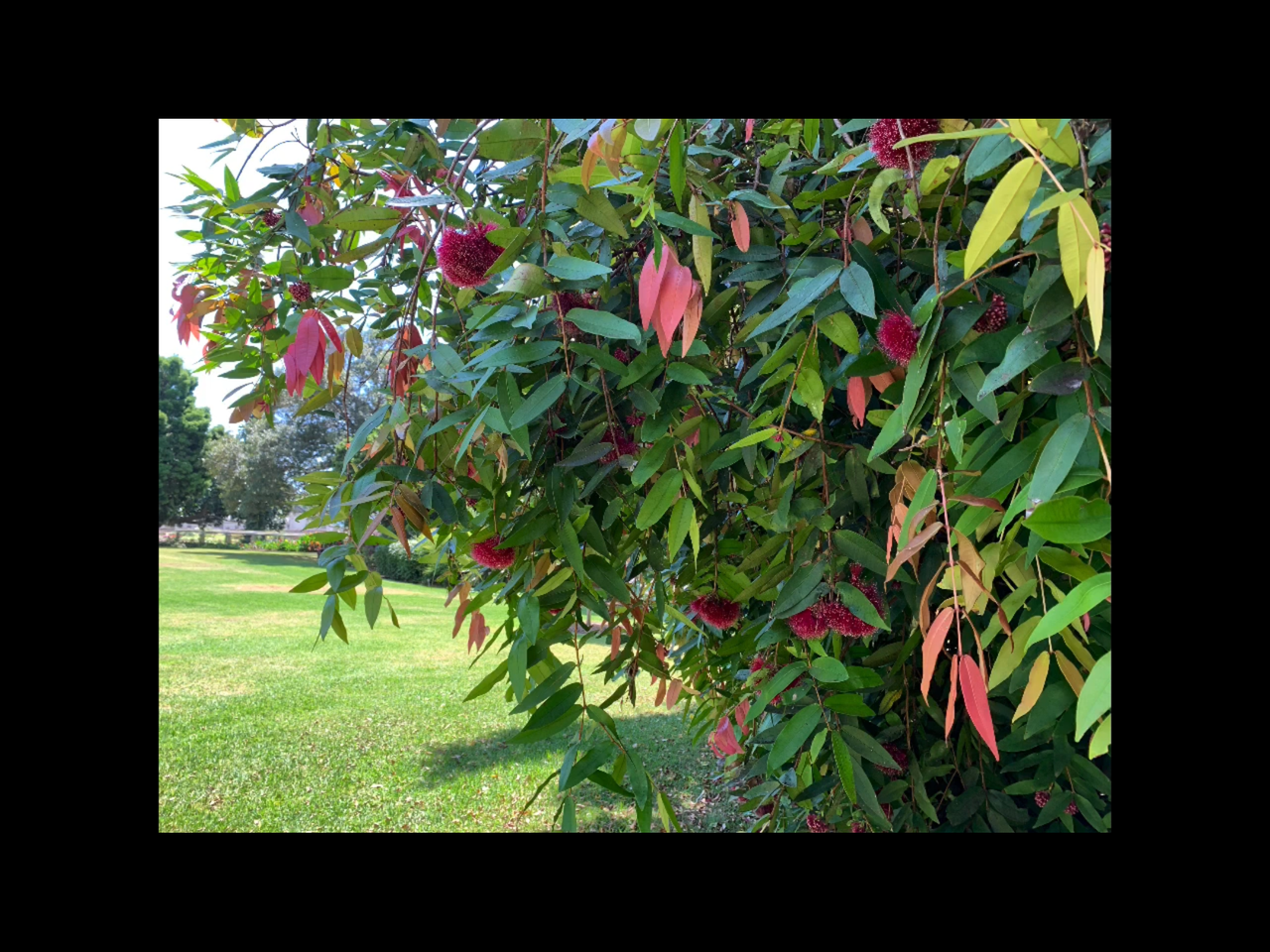 Powder Puff Lilly Pilly Syzygium wilsonii
