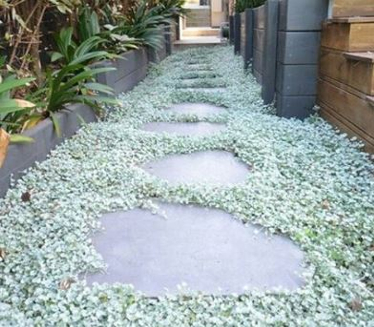 Dichondra Silver Falls