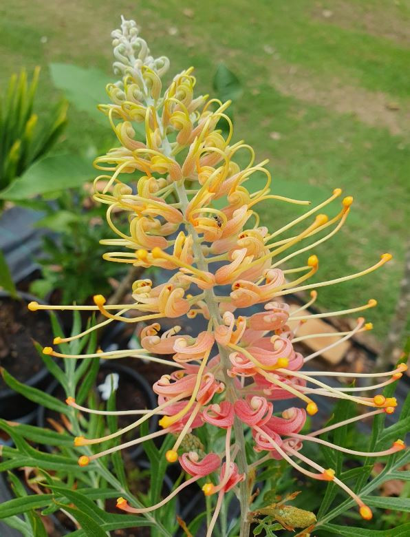 Grevillea Lemon Baby NATIVE