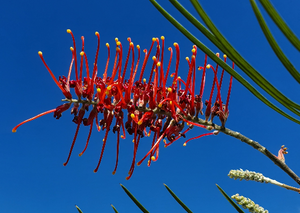 Grevillea Blood Orange against a bright Australian spring sky.