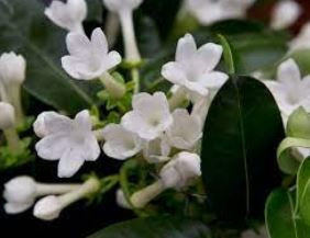 Madagascar Jasmine Stephanotis floribunda