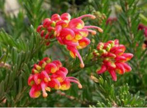 The flowers of Grevillea Fireworks are an explosion of colour on the ends of the stems.