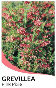 Grevillea Pink Pixie NATIVE